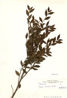 藏品(米碎柃木)的圖片